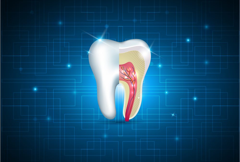 Your Teeth Are Alive: Understanding the Living Tooth System